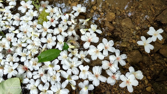 2025土城石門路桐花🌸，4/27即時現況。