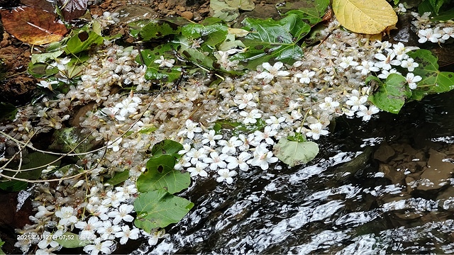 2025土城石門路桐花🌸，4/27即時現況。