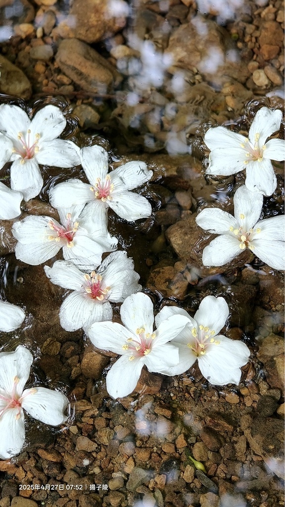 2025土城石門路桐花🌸，4/27即時現況。