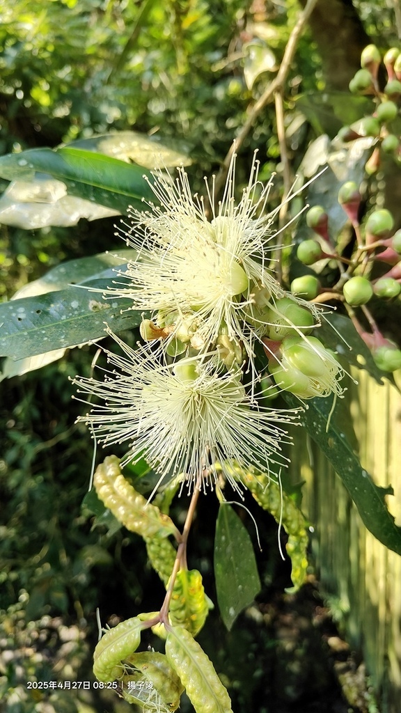 2025土城石門路桐花🌸，4/27即時現況。
