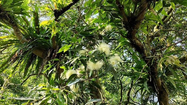 2025土城石門路桐花🌸，4/27即時現況。