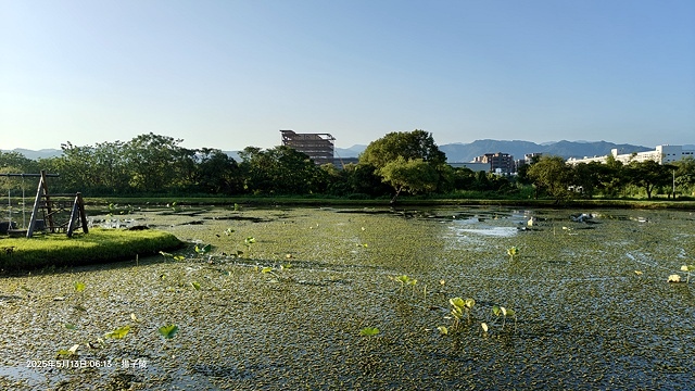 2025樹林山佳荷花池,05/13即時花況🌸|2024樹林山