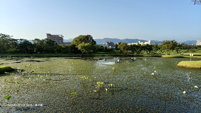 2025樹林山佳荷花池,05/13即時花況🌸|2024樹林山