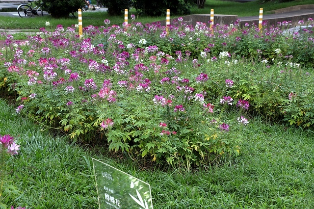 2025新北河濱蝶戀季、初夏奇境🦋，活動日期：2025/05