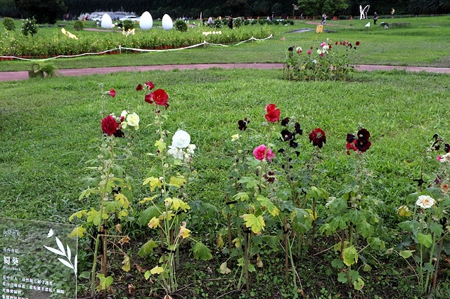 2025新北河濱蝶戀季、初夏奇境🦋，活動日期：2025/05