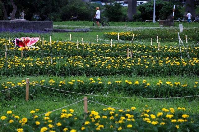 2025新北河濱蝶戀季、初夏奇境🦋，活動日期：2025/05