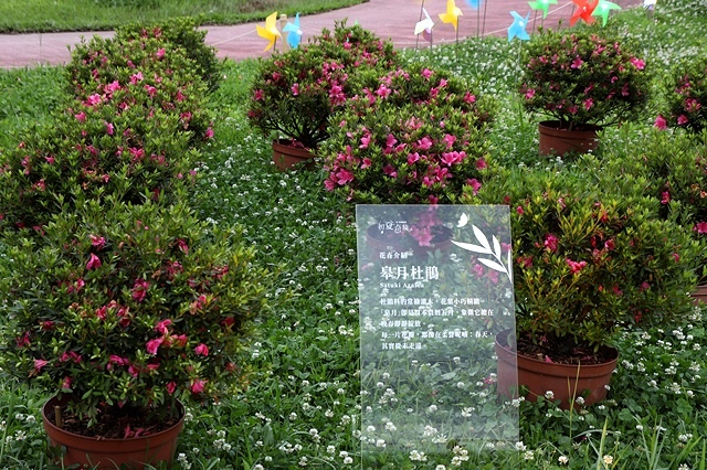 2025新北河濱蝶戀季、初夏奇境🦋，活動日期：2025/05