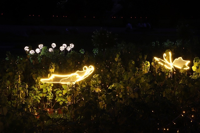 2025新北河濱蝶戀季、初夏奇境🦋，活動日期：2025/05