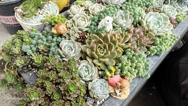 2025年白沙屯媽祖進香記,5/3我們走在雲林元長的信仰路上 2025年白沙屯媽祖進香記,5/3我們走在雲林元長的信仰路上