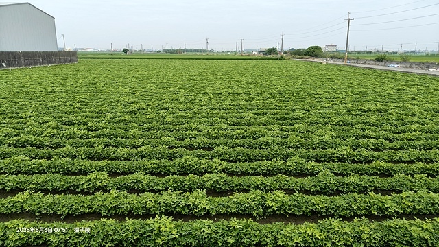 2025年白沙屯媽祖進香記,5/3我們走在雲林元長的信仰路上 2025年白沙屯媽祖進香記,5/3我們走在雲林元長的信仰路上