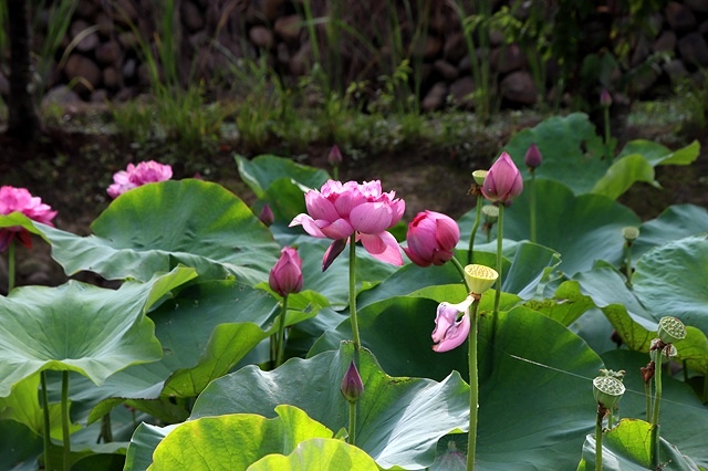 2025桃園龜山中坑街316巷牡丹蓮,5/31即時花況🌸;同