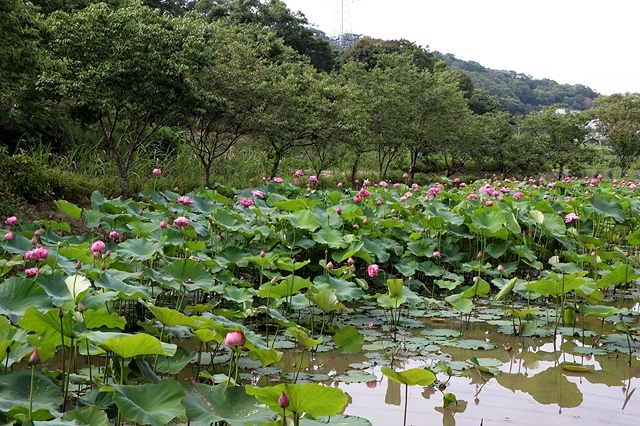 2025桃園龜山中坑街316巷牡丹蓮,5/31即時花況🌸;同