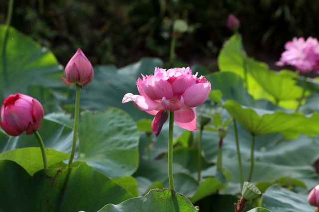 2025桃園龜山中坑街316巷牡丹蓮,5/31即時花況🌸;同