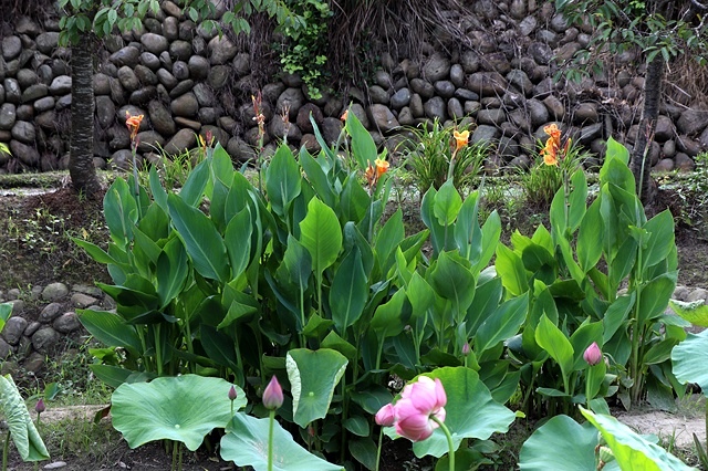 2025桃園龜山中坑街316巷牡丹蓮,5/31即時花況🌸;同