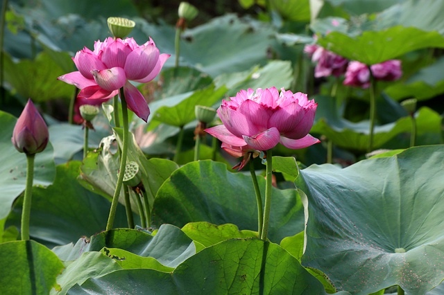 2025桃園龜山中坑街316巷牡丹蓮,5/31即時花況🌸;同