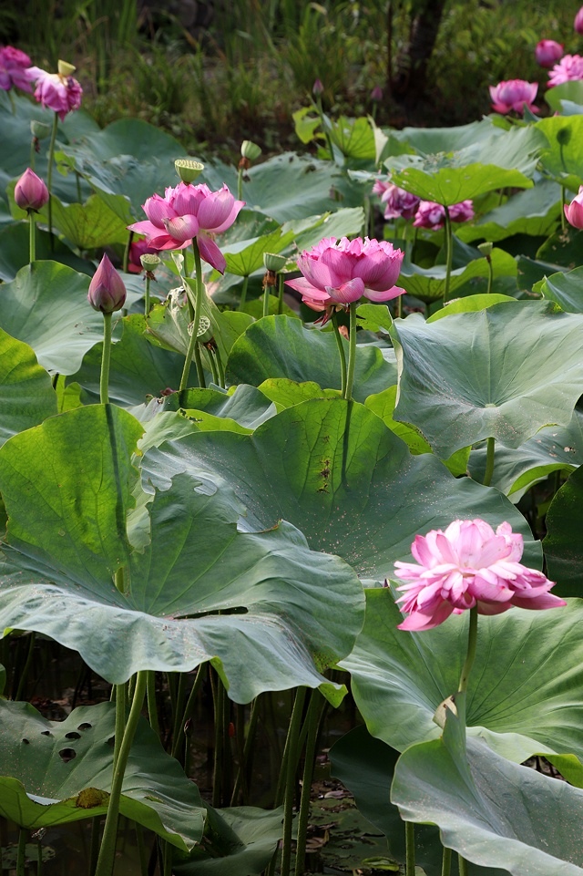 2025桃園龜山中坑街316巷牡丹蓮,5/31即時花況🌸;同