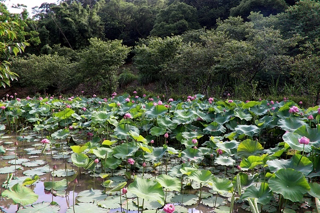 2025桃園龜山中坑街316巷牡丹蓮,5/31即時花況🌸;同