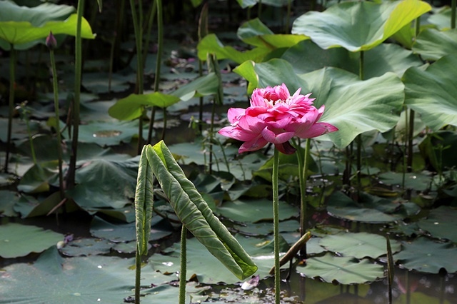 2025桃園龜山中坑街316巷牡丹蓮,5/31即時花況🌸;同