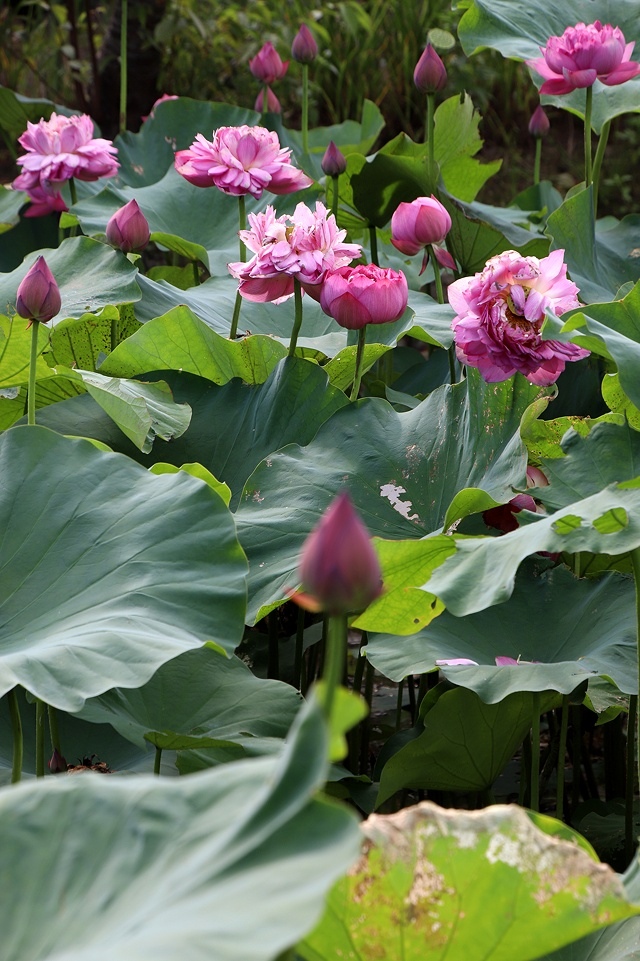 2025桃園龜山中坑街316巷牡丹蓮,5/31即時花況🌸;同