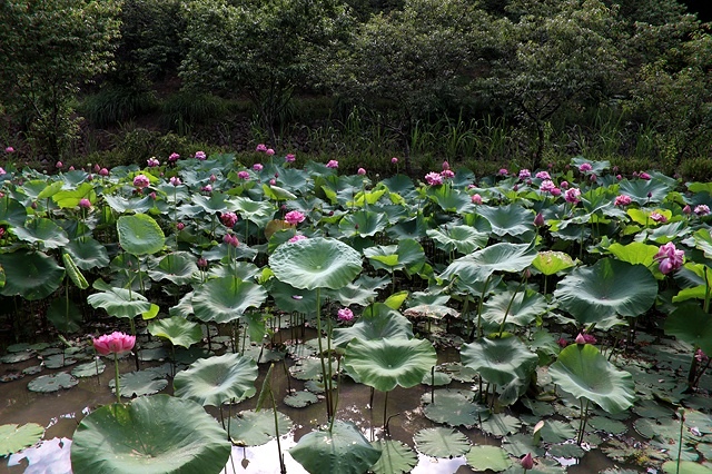 2025桃園龜山中坑街316巷牡丹蓮,5/31即時花況🌸;同
