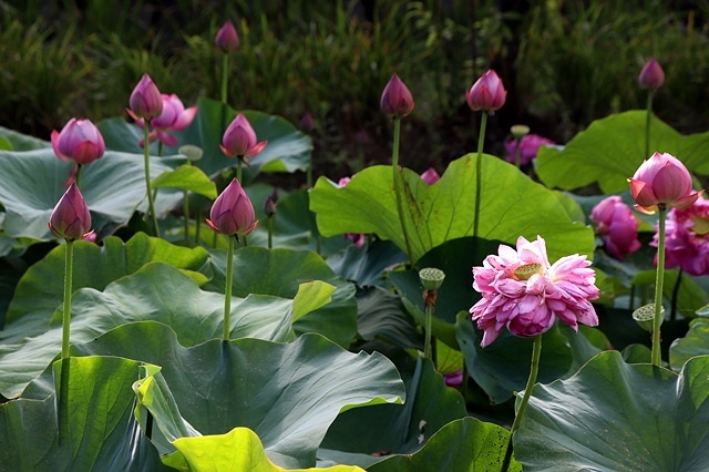2025桃園龜山中坑街316巷牡丹蓮,5/31即時花況🌸;同