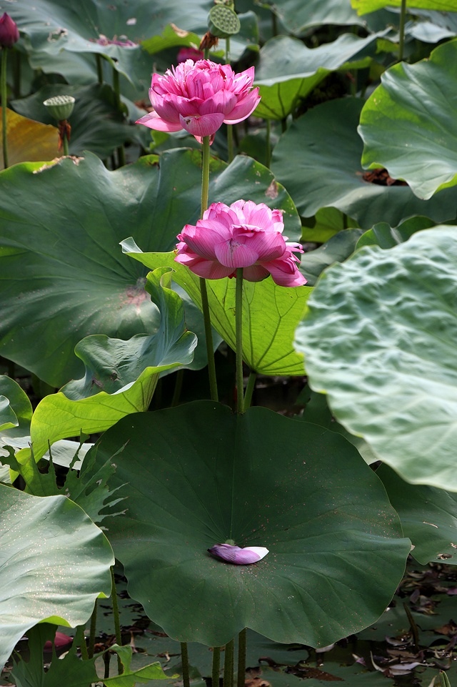 2025桃園龜山中坑街316巷牡丹蓮,5/31即時花況🌸;同