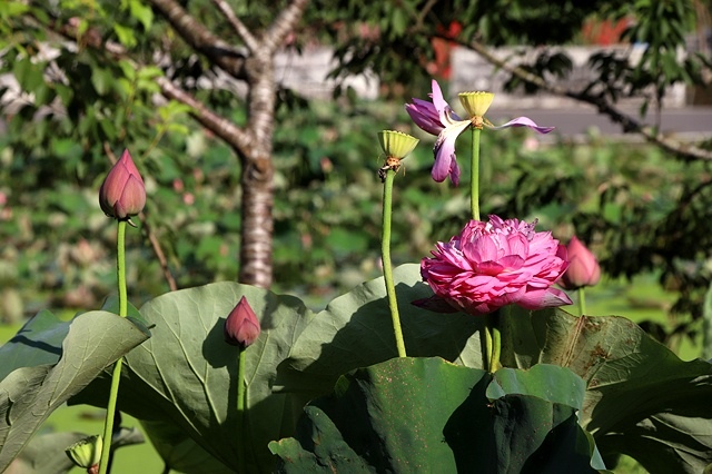 2025桃園龜山中坑街316巷牡丹蓮,5/31即時花況🌸;同
