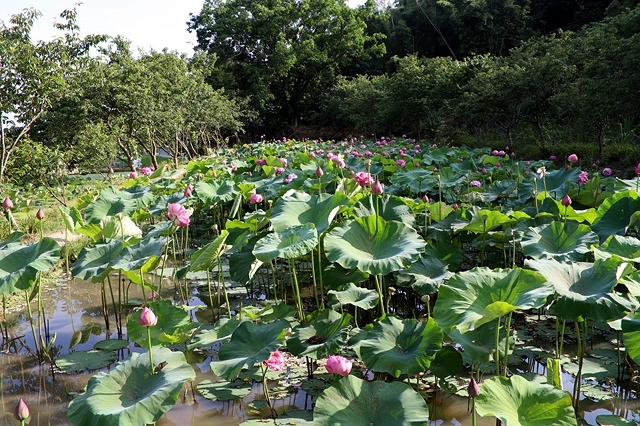 2025桃園龜山中坑街316巷牡丹蓮,5/31即時花況🌸;同