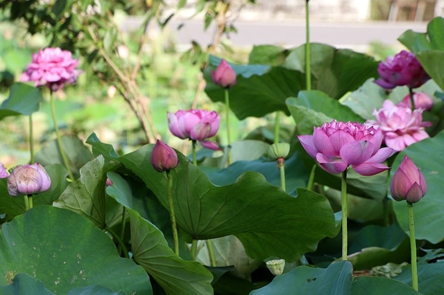 2025桃園龜山中坑街316巷牡丹蓮,5/31即時花況🌸;同