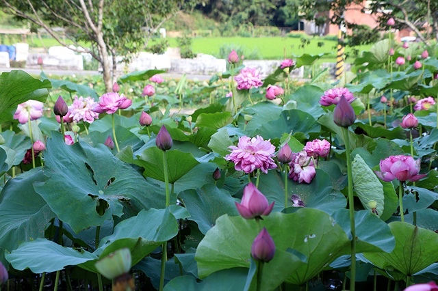 2025桃園龜山中坑街316巷牡丹蓮,5/31即時花況🌸;同