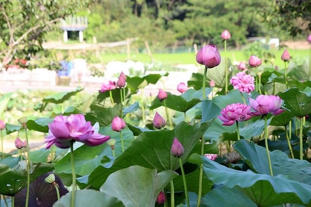 2025桃園龜山中坑街316巷牡丹蓮,5/31即時花況🌸;同