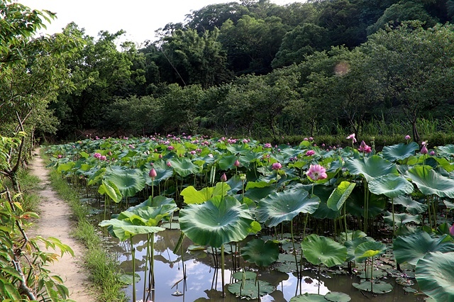 2025桃園龜山中坑街316巷牡丹蓮,5/31即時花況🌸;同