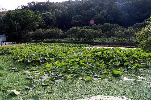 2025桃園龜山中坑街316巷牡丹蓮,5/31即時花況🌸;同
