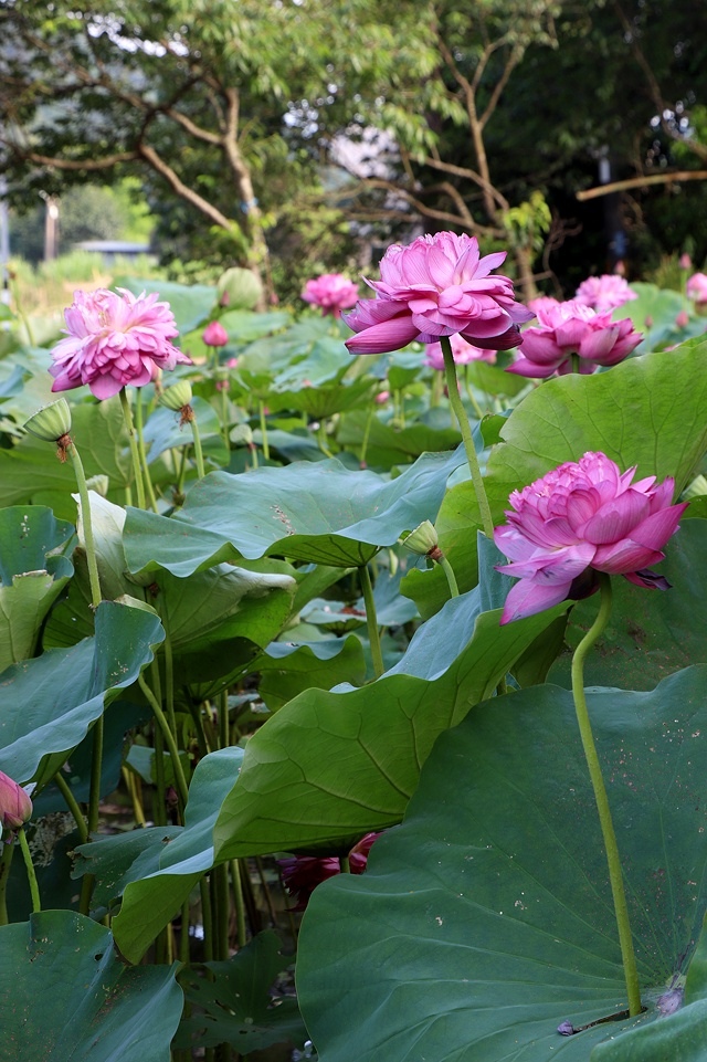2025桃園龜山中坑街316巷牡丹蓮,5/31即時花況🌸;同