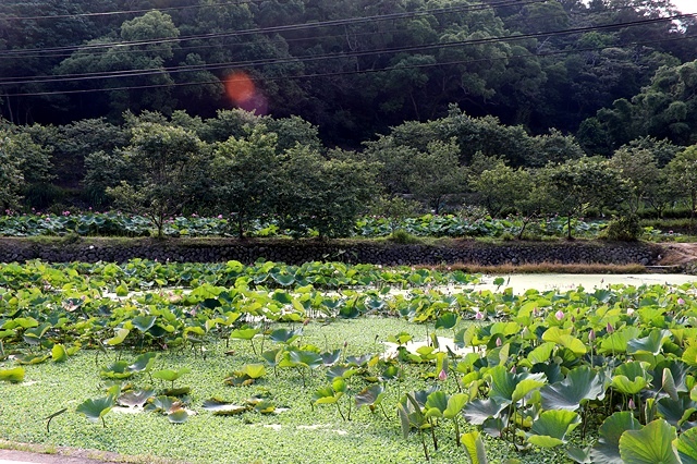 2025桃園龜山中坑街316巷牡丹蓮,5/31即時花況🌸;同
