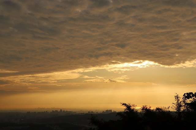 2025桃園龜山中坑街316巷牡丹蓮,5/31即時花況🌸;同