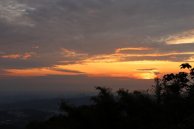 2025桃園龜山中坑街316巷牡丹蓮,5/31即時花況🌸;同