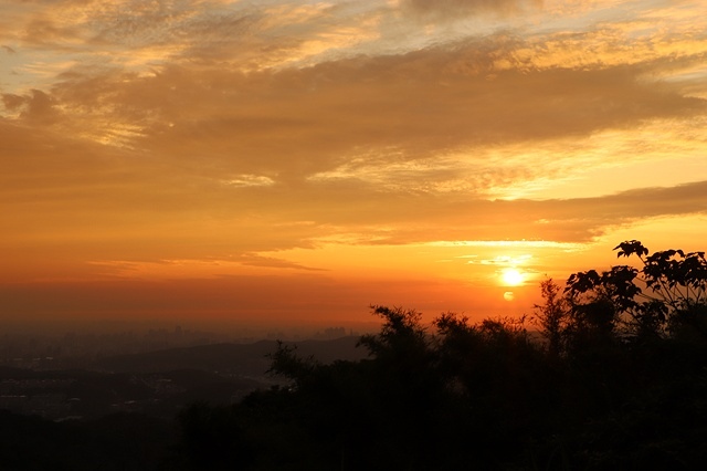 2025桃園龜山中坑街316巷牡丹蓮,5/31即時花況🌸;同