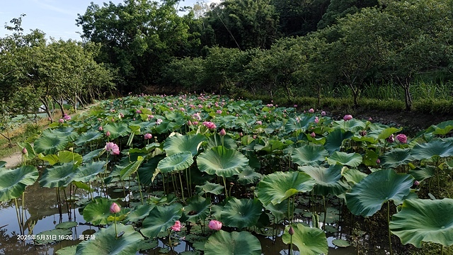 2025桃園龜山中坑街316巷牡丹蓮,5/31即時花況🌸;同