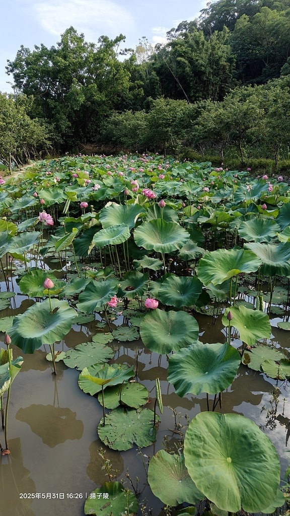 2025桃園龜山中坑街316巷牡丹蓮,5/31即時花況🌸;同