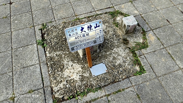 2025桃園龜山中坑街316巷牡丹蓮,5/31即時花況🌸;同