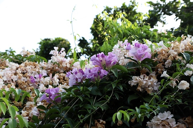 2025新北泰山蒜香藤花季🌸,6/26即時花況2024新北 2025新北泰山蒜香藤花季🌸,6/26即時花況2024新北