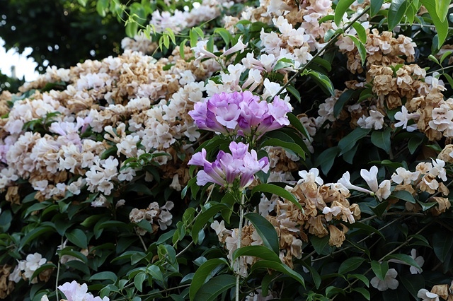 2025新北泰山蒜香藤花季🌸,6/26即時花況2024新北 2025新北泰山蒜香藤花季🌸,6/26即時花況2024新北