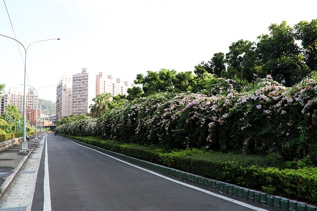 2025新北泰山蒜香藤花季🌸,6/26即時花況2024新北 2025新北泰山蒜香藤花季🌸,6/26即時花況2024新北