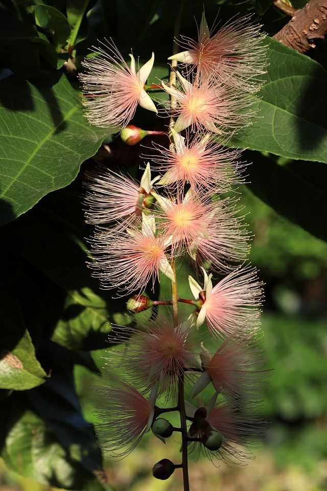 2025新北泰山蒜香藤花季🌸,6/26即時花況2024新北 2025新北泰山蒜香藤花季🌸,6/26即時花況2024新北