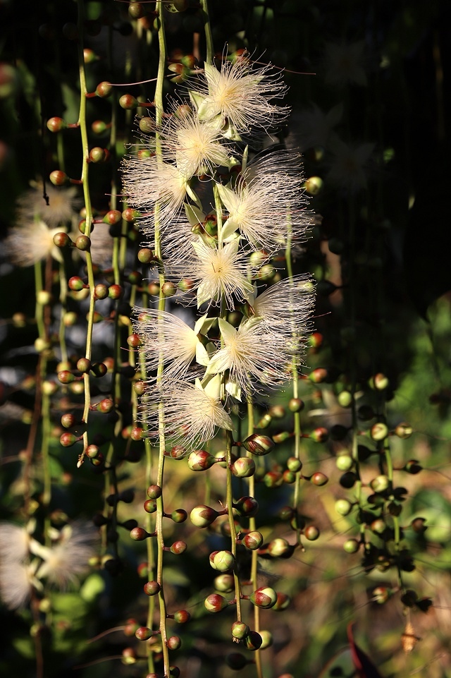2025新北泰山蒜香藤花季🌸,6/26即時花況2024新北 2025新北泰山蒜香藤花季🌸,6/26即時花況2024新北