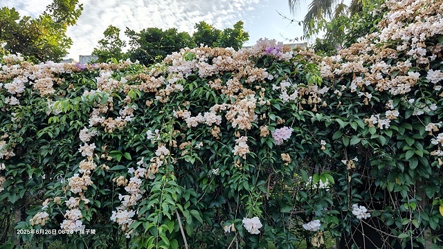 2025新北泰山蒜香藤花季🌸,6/26即時花況2024新北 2025新北泰山蒜香藤花季🌸,6/26即時花況2024新北