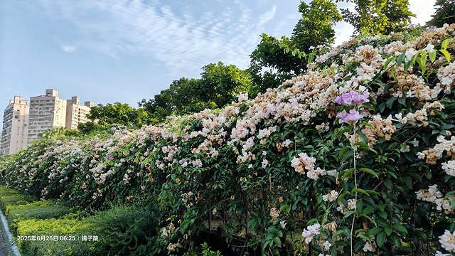 2025新北泰山蒜香藤花季🌸,6/26即時花況2024新北 2025新北泰山蒜香藤花季🌸,6/26即時花況2024新北