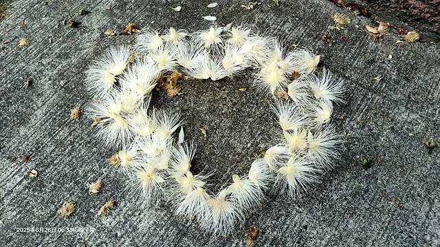 2025新北泰山蒜香藤花季🌸,6/26即時花況2024新北 2025新北泰山蒜香藤花季🌸,6/26即時花況2024新北