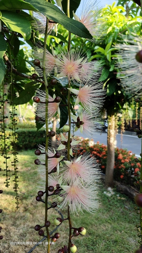 2025新北泰山蒜香藤花季🌸,6/26即時花況2024新北 2025新北泰山蒜香藤花季🌸,6/26即時花況2024新北